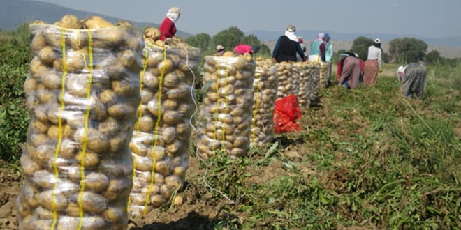 Patates sökümü başladı, fiyatlar düşecek