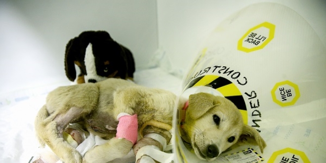 Silahla yaralanan yavru köpek Kuzey, tedavi için İstanbul'da