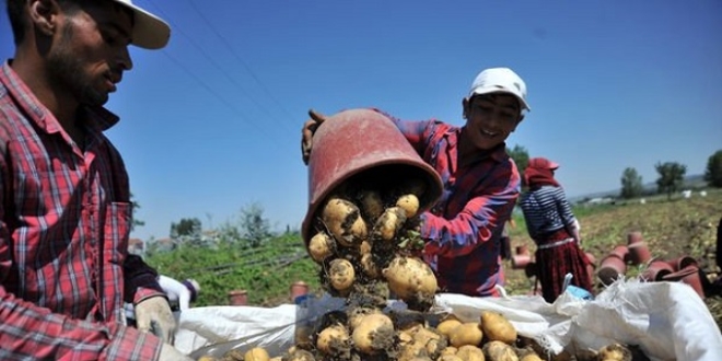 İnegöl'de patates hasadı başladı