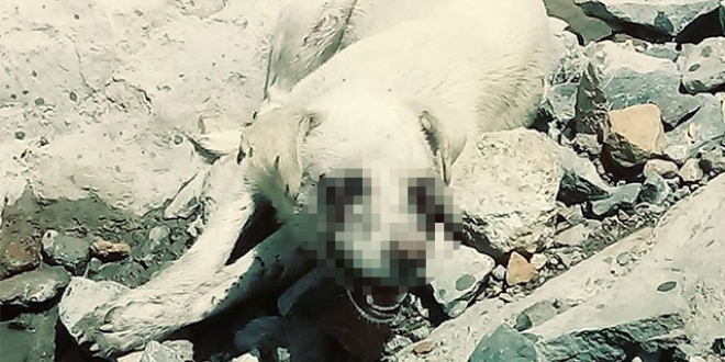 Hakkari'de telef edilen köpek için inceleme başlatıldı