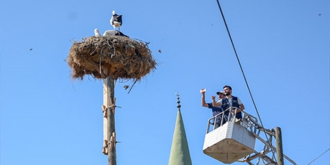 Yavru leylekleri balkla beslediler