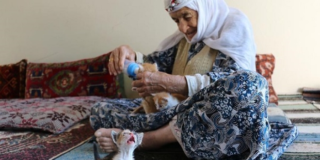 Anneleri ölen yavru kedilere 96 yaşındaki nine sahip çıktı