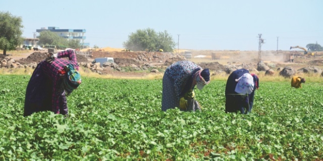 1 milyon çiftçiye teşvik yolu