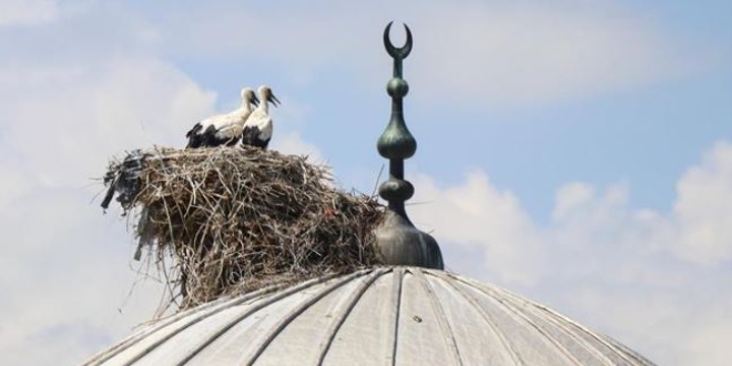 Leylekler cami kubbelerini mesken tuttu