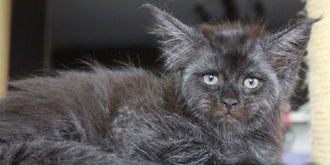 İnternetin son fenomeni: İnsan yüzlü kedi Valkyrie