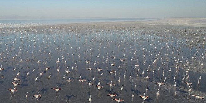 Tuz Gölü'nde flamingo şöleni
