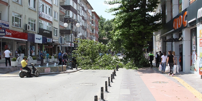 Dev ağacın dalı kırıldı, cadde trafiğe kapandı
