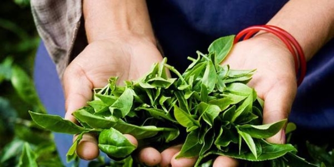 Karadeniz'den 6 ayda 2,3 milyon dolarlık çay ihracatı