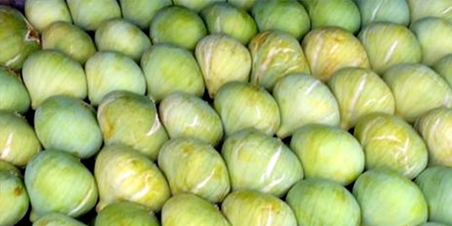 Aydın'da incir hasadı başladı