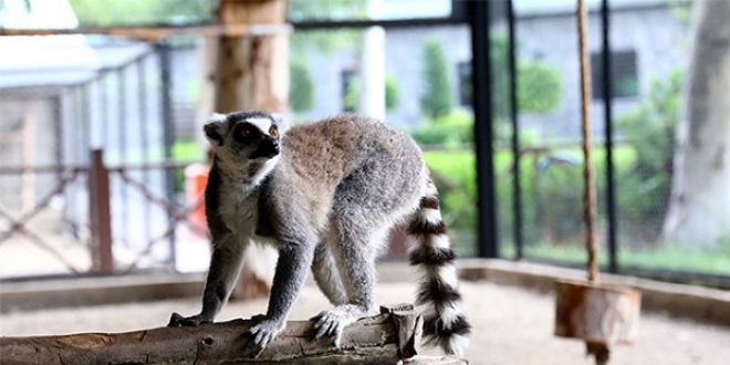 Mersin'in yeni misafirleri halka kuyruklu lemurlar