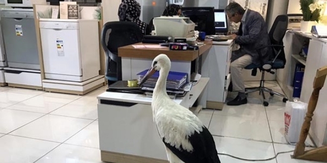 Uçamayan yavru leyleği mağazasında misafir etti