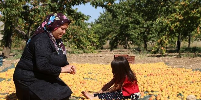 Kahramanmaraş'ta kurutmalık kayısı hasadı başladı