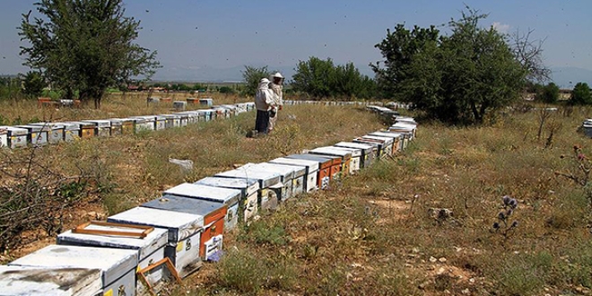 Arıcıların zorlu 'bal' yolculuğu