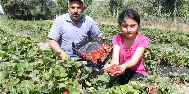 Göçü, çilek üreterek engellemeye çalışıyor