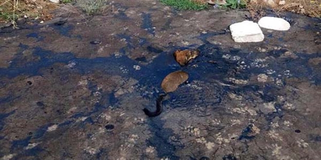 Zift dolu çukura düşen köpek öldü