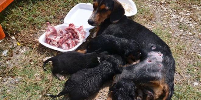 Köpek yavruları yaralı annelerinin başından ayrılmadı
