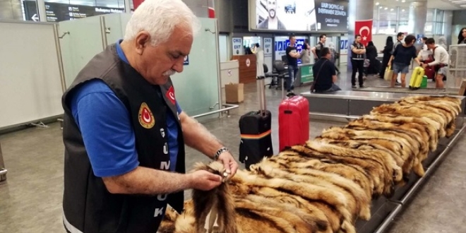 Havalimanında 40 adet tilki kürkü ele geçirildi
