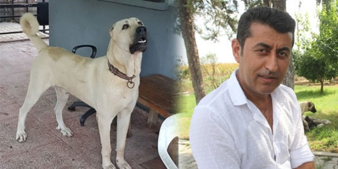 Kangal cinsi köpeğini bulana 1 hafta tatil hediye