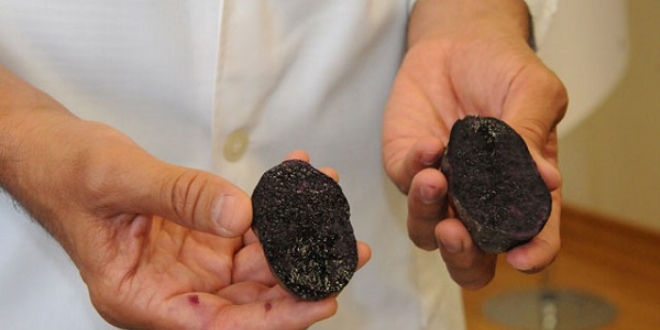 Niğde'de 'mor patates' üretildi