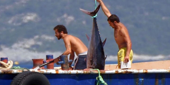 Sığacık'ta orkinos çiftliği zaferi