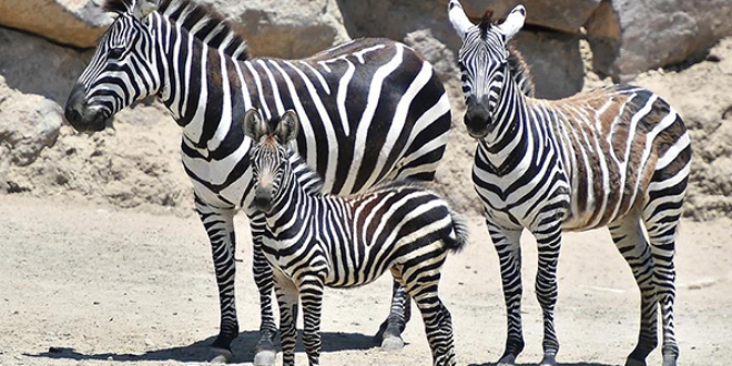 zmir Doal Yaam Park'nda yavru zebra sevinci