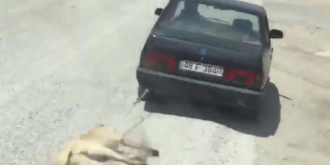 Köpeğe işkence eden şahıs, aslında köpeği kaçırmış