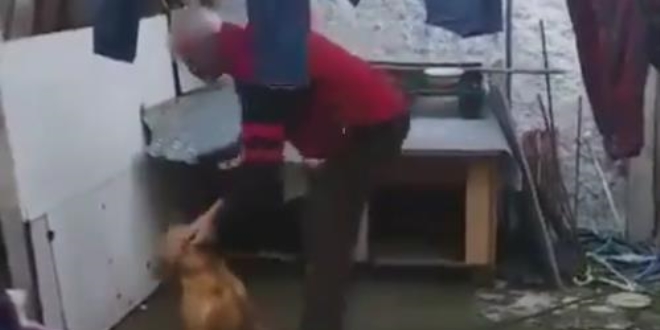 Komutlarına uymayan köpeğini tokat yağmuruna tuttu