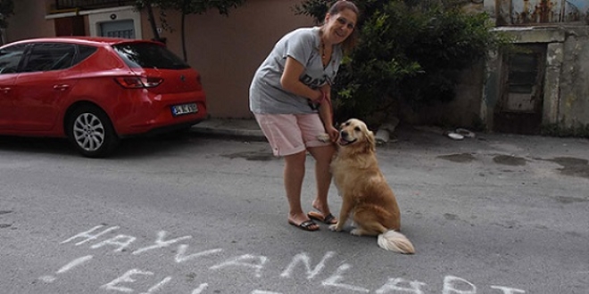 Komşuların kedi kavgası