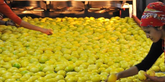 TİGEM limon satacak
