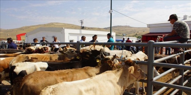 'Dişi hayvanlar kurban pazarına girmeyecek'