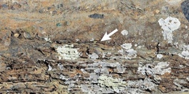 Dnya'daki yaama ilikin en eski kantlardan biri bulundu