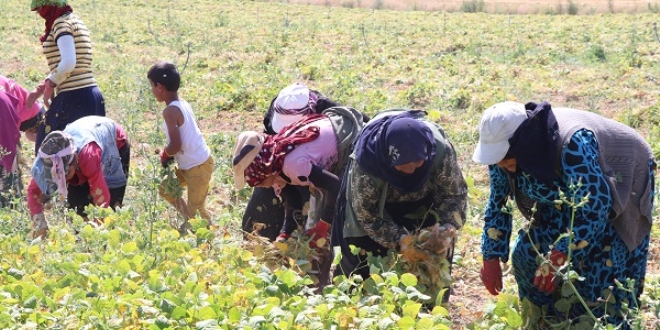 Kuru fasulyede ilk hasat Niğde'de başladı