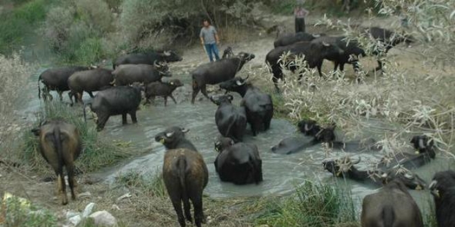 Mandalar, orman köylülerin yeni gelir kapısı oldu