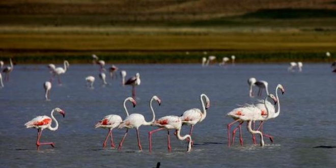Flamingolar bu yıl da Van Gölü'nde