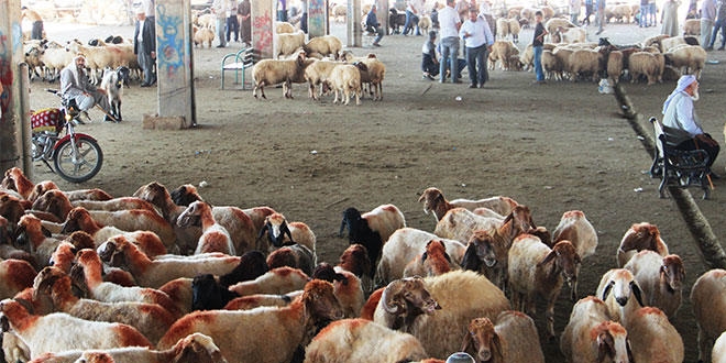 Kurban alacaklara 'son güne kalmayın' uyarısı