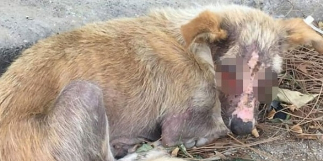 Vicdansızlar! Balıkesir Erdek'te köpeğin yüzünü yaktılar