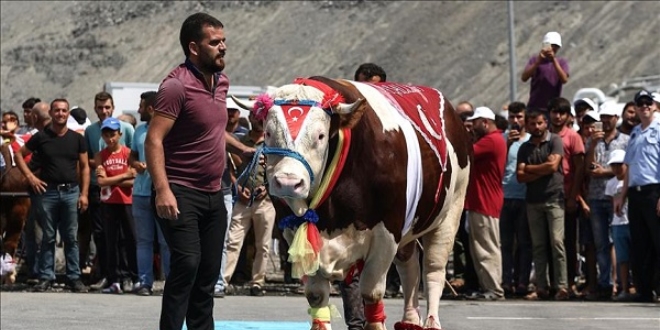 'Ağrı Dağı' en güzel kurbanlık seçildi