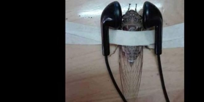 Öğretmenden tepki çeken ağustos böceği paylaşımı