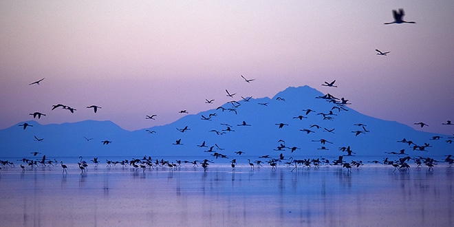 Flamingo cenneti Tuz Gölü'ne turist akını