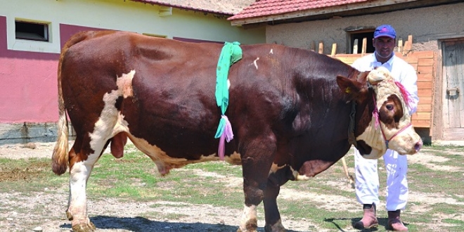 Çorum'da 2 tonluk 'Babayiğit' sahibini bekliyor