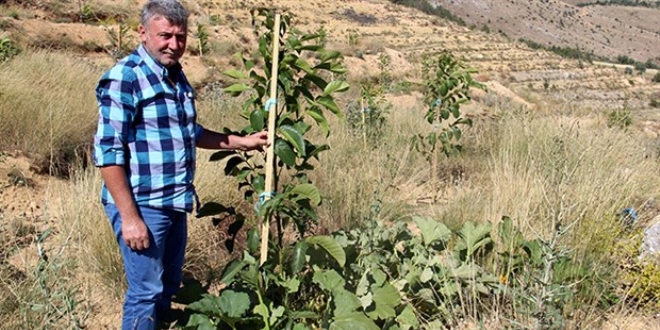 Hibe alamayınca kızdı; ceviz bahçesine kabak ekti