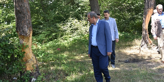 Tokat'ta tahrip edilen çam ağaçları için harekete geçildi