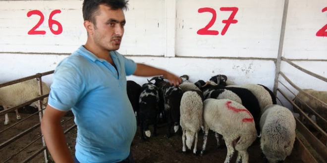 'Hayvanın beslenme şekli protein değerlerini etkiliyor'