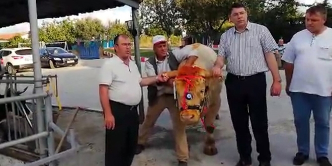 Erdoğan'a Trakya'dan kurbanlık gönderildi