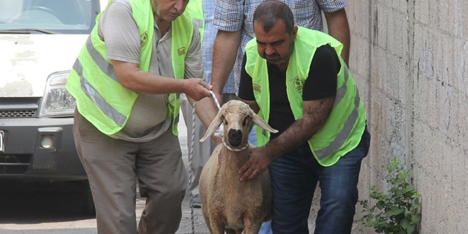 Sürpriz kurbanlık gözyaşlarına boğdu