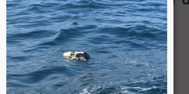 Palamut avlamaya kan balklar danayla karlatlar