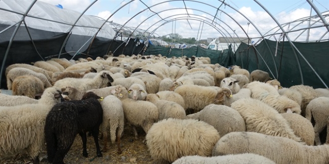 Kurban pazarlarında fiyatlar düştü