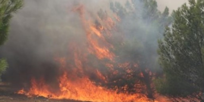 Şanlıurfa'da orman yangını