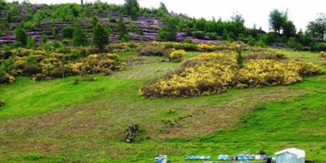 Bakanlık açıkladı! Bal ormanı sayısı 424'e ulaştı