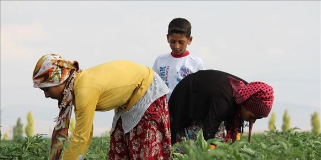 Mevsimlik tarım işçileri Konya Ovası'nda mesaide